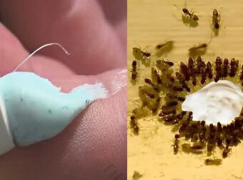 Το μυστικό με την οδοντόκρεμα για να εξαφανίσετε κατσαρίδες και μυρμήγκια μια για πάντα