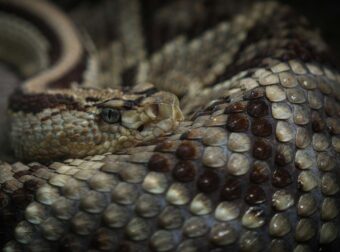 EKTAKTO: 13χρονος δέχθηκε δάγκωμα από οχιά και νοσηλεύεται σοβαρά στο νοσοκομείο – Το λάθος που έκανε