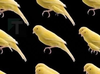 Πόσα πουλιά υπάρχουν σε αυτή την φωτογραφία;