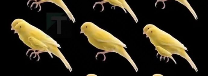 Πόσα πουλιά υπάρχουν σε αυτή την φωτογραφία;