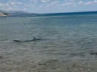 ΚΟΡΙΝΘΙΑ: ΑΝΑΦΕΡΘΗΚΕ ΠΑΡΟΥΣΙΑ ΚΑΡΧΑΡΙΑ ΤΗ ΘΑΛΑΣΣΑ – ΜΕΧΑΛΗ ΠΡΟΣΟΧΗ