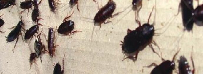 Πριν πιάσουν οι πολλές ζέστες… κάντε αυτά τα 3 πράγμα στο σπίτι σας και δεν θα τολμήσει να μπει μέσα, όλο το καλοκαίρι, κατσαρίδα ή κουνούπι