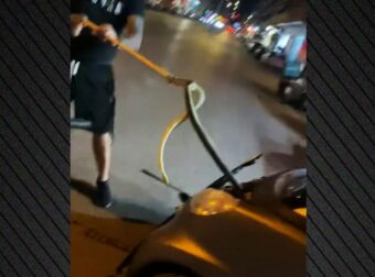 ΘΕΣΣΑΛΟΝΙΚΗ: ΦΙΔΙ ΕΝΟΣ ΜΕΤΡΟΥ ΦΩΛΙΑΣΕ ΜΕΣΑ ΣΕ ΑΥΤΟΚΙΝΗΤΟ – «ΠΑΓΩΣΕ» Ο ΟΔΗΓΟΣ ΜΟΛΙΣ ΤΟ ΕΙΔΕ