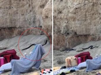 ΠΑΝΙΚΟΣ ΣΕ ΠΑΡΑΛΙΑ ΣΤΗΝ ΚΥΠΡΟ ΓΕΜΑΤΗ ΚΟΣΜΟ: ΤΕΡΑΣΤΙΑ ΜΑΥΡΑ ΦΙΔΙΑ ΕΜΦΑΝΙΣΤΗΚΑΝ ΑΠΟ ΤΟ ΠΟΥΘΕΝΑ