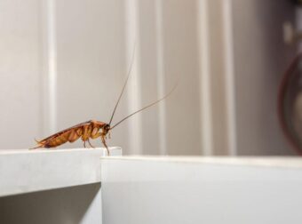 Αυτό είναι το λαχανικό που οι κατσαρίδες μισούν περισσότερο