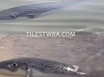 Λαγοκέφαλος βγαίνει στη στεριά με φόρα σε παραλία της Εύβοιας – Το βίντεο με τον μεγάλο πρωταγωνιστή του καλοκαιριού