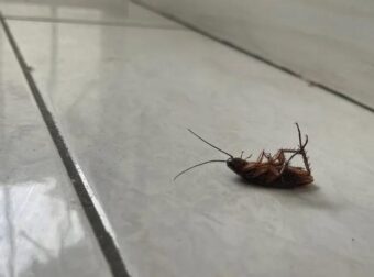 Το έχουν όλοι στο ψυγείο αλλά ελάχιστοι γνωρίζουν τη χρήση του: Το φυσικό «όπλο» που διώχνει τις κατσαρίδες
