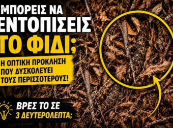 Μπορείς να εντοπίσεις το φίδι; Η οπτική πρόκληση που δυσκολεύει τους περισσότερους