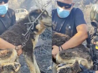 Αστυνομικοί έσωσαν σκύλο από τα καμμένα στη φωτιά στο Ωραιόκαστρο