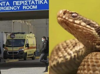 Φίδι δάγκωσε φοιτητή στο κέντρο πόλης – Νοσηλεύεται στο νοσοκομείο – Που είχε κρυφτεί το ερπετό