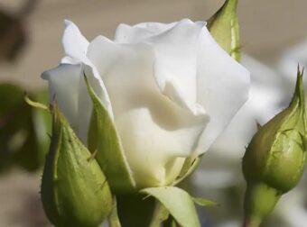 Το αναρριχώμενο φυτό που μεγαλώνει σε χρόνο ρεκόρ και έχει λουλούδια όλο το χρόνο