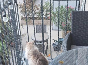 Η εικόνα που έχει τρελάνει σήμερα όλο το Facebook: Μόνο αν έχεις παρατηρητικότητα ντετέκτιβ, θα βρεις τη 2η γάτα στην εικόνα σε 10 δευτερόλεπτα