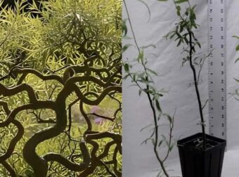 Φυτέψτε αυτό το δέντρο το φθινόπωρο – Θα γίνει ένα πραγματικό στολίδι για τον κήπο σας
