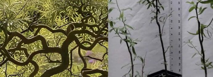 Φυτέψτε αυτό το δέντρο το φθινόπωρο – Θα γίνει ένα πραγματικό στολίδι για τον κήπο σας