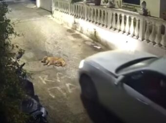 Φρίκη στην Κέρκυρα: Σταμάτησε αφού πάτησε τον σκύλο – Αυτό που έκανε αμέσως μετά προκαλεί οργή