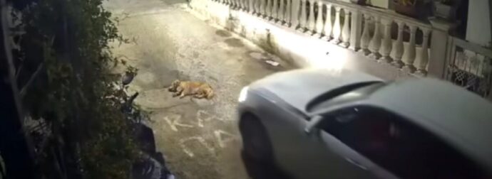 Φρίκη στην Κέρκυρα: Σταμάτησε αφού πάτησε τον σκύλο – Αυτό που έκανε αμέσως μετά προκαλεί οργή